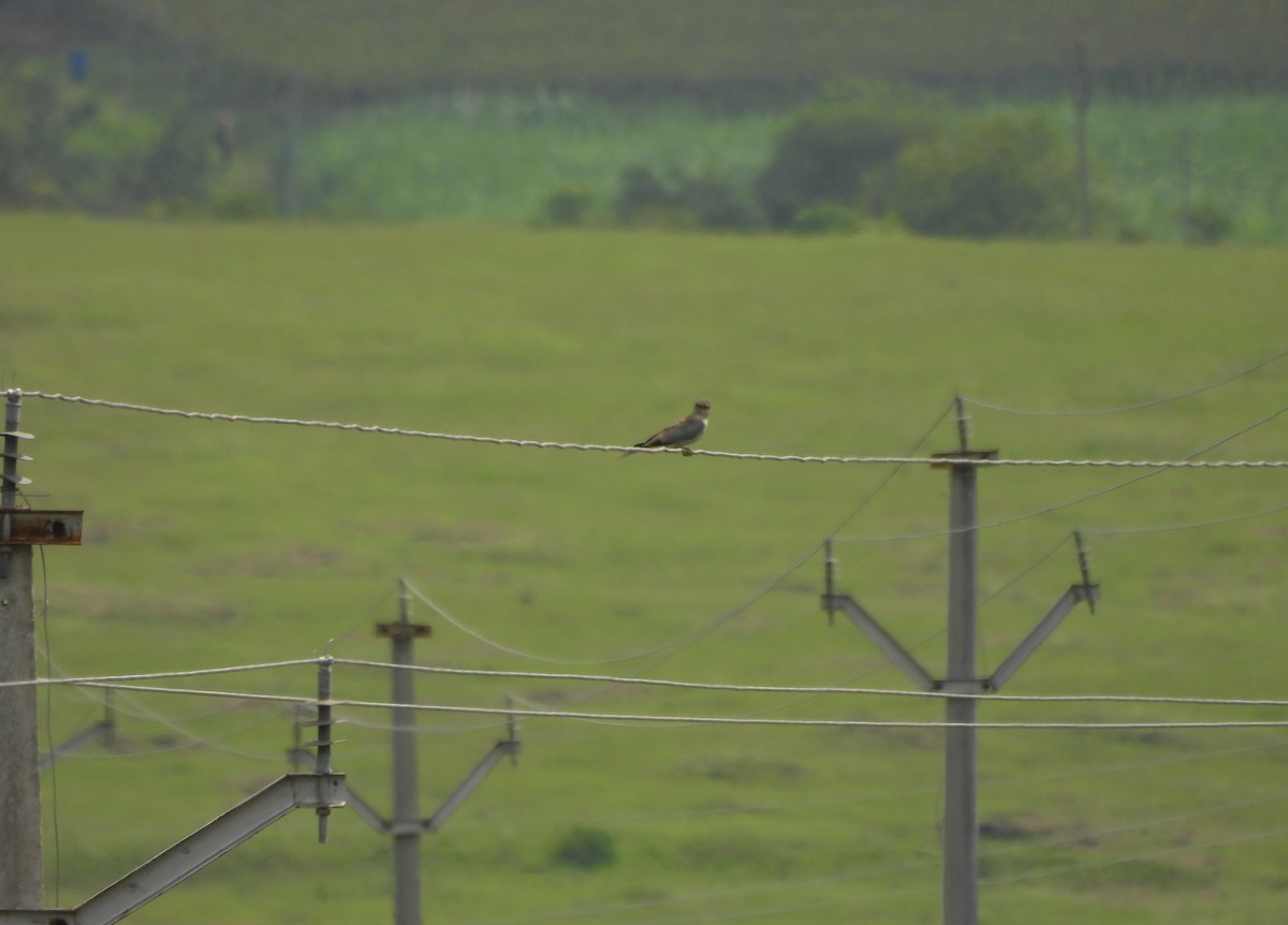 Өрнийн зүсэг - ML642657266