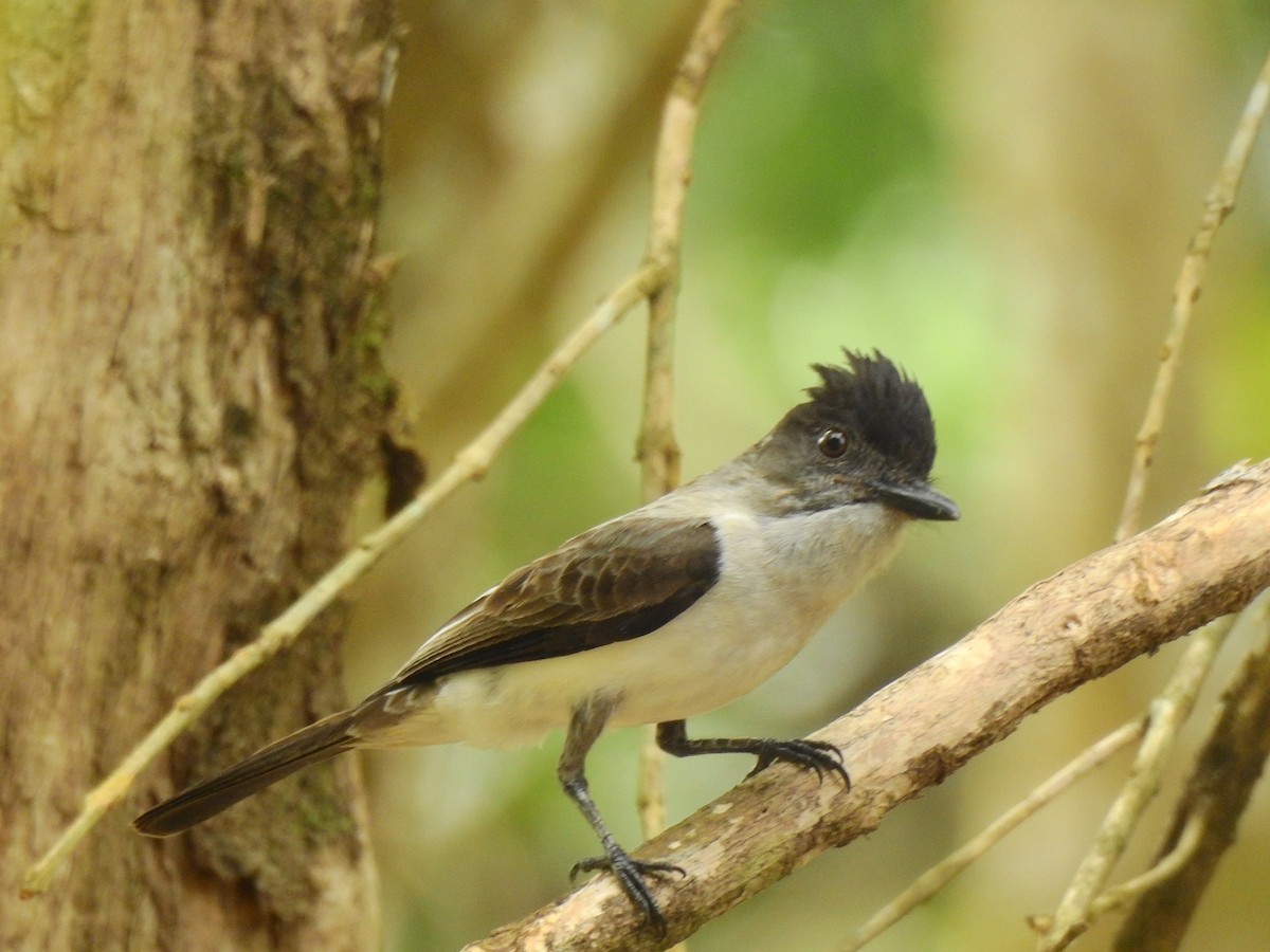 White-rumped Sirystes - ML642657271