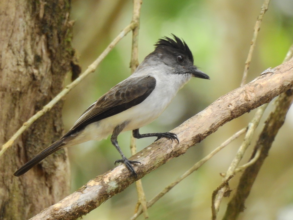 White-rumped Sirystes - ML642657272