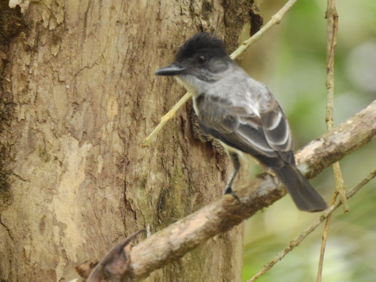 White-rumped Sirystes - ML642657273