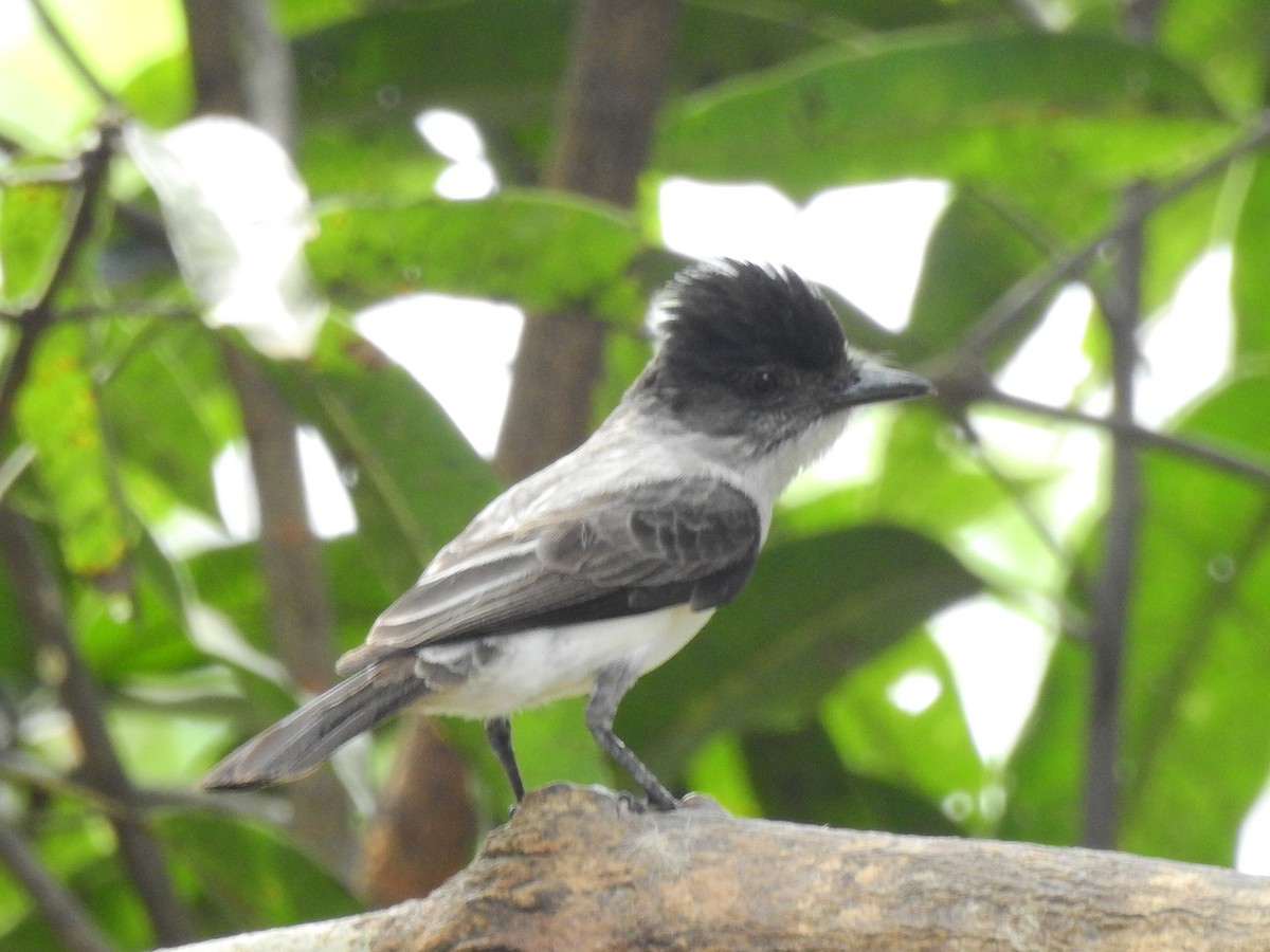 White-rumped Sirystes - ML642657274
