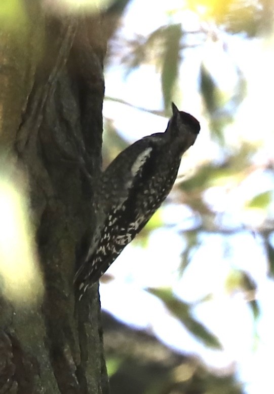 Yellow-bellied Sapsucker - ML642657278