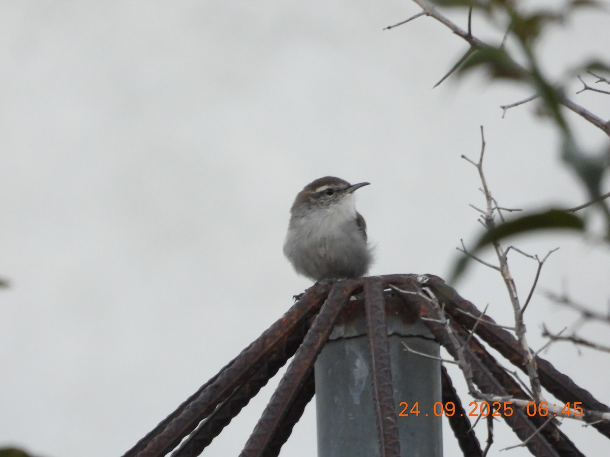 Bewick's Wren - ML642657280