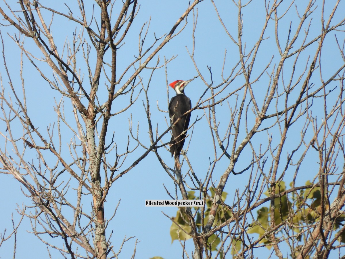 Pileated Woodpecker - ML642657287