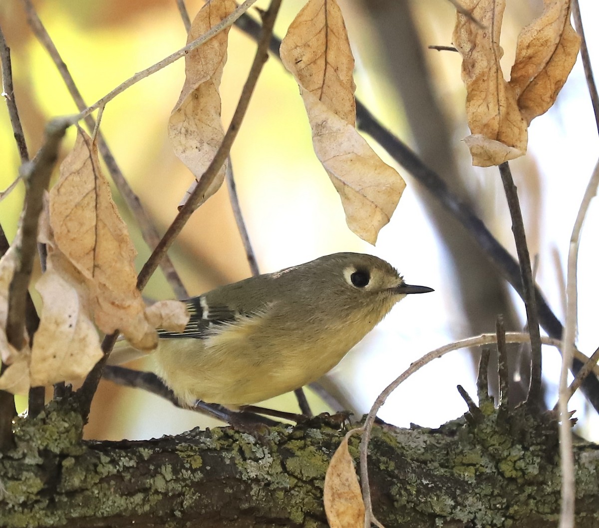 Ruby-crowned Kinglet - ML642657288