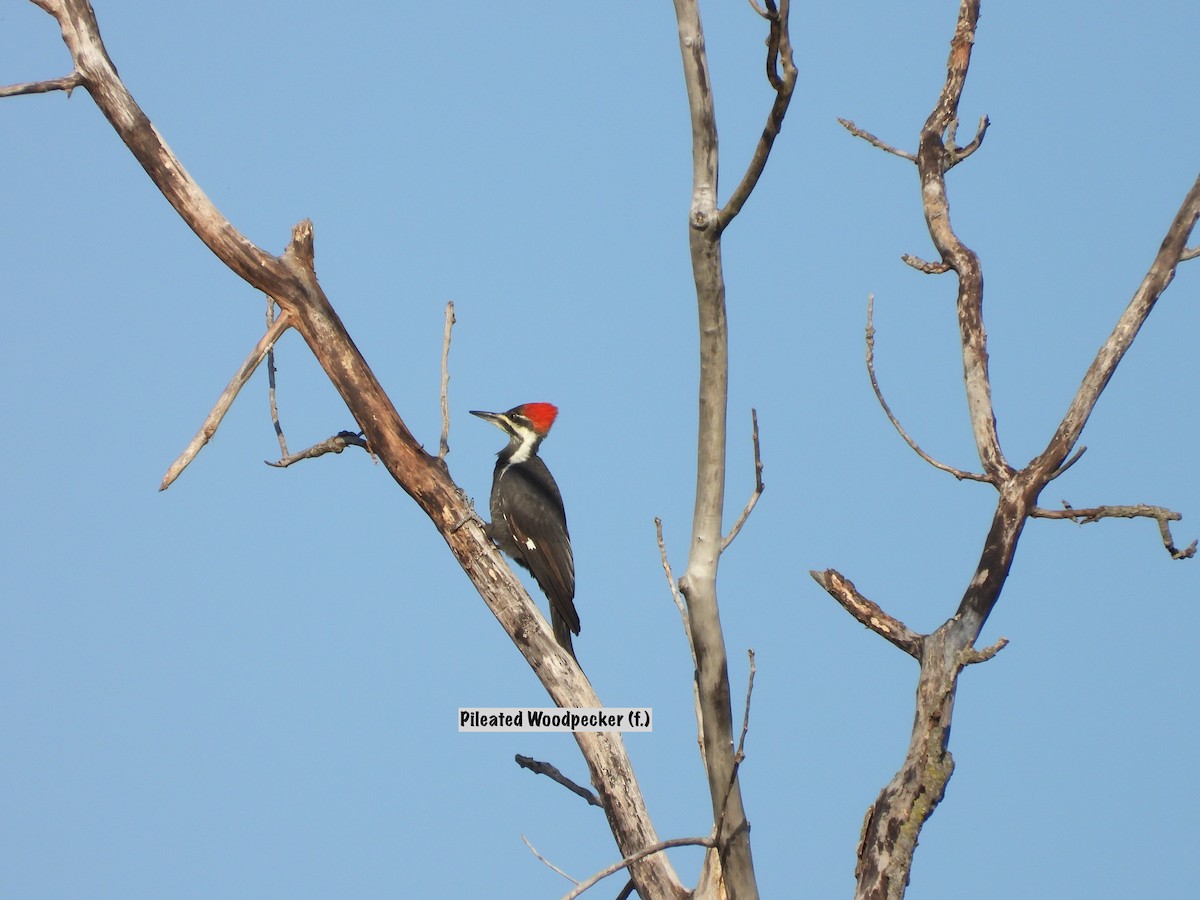 Pileated Woodpecker - ML642657289