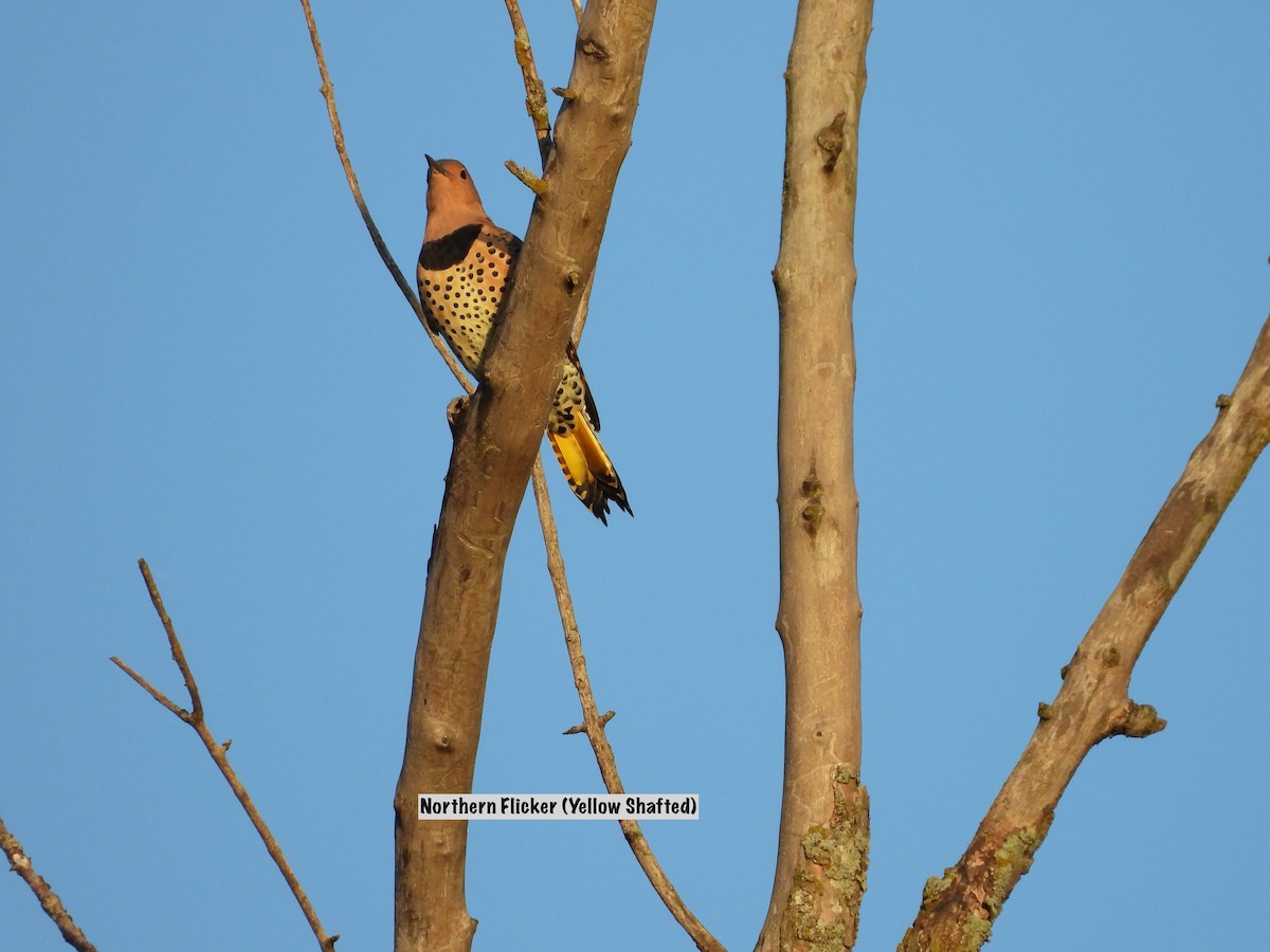 Northern Flicker (Yellow-shafted) - ML642657293