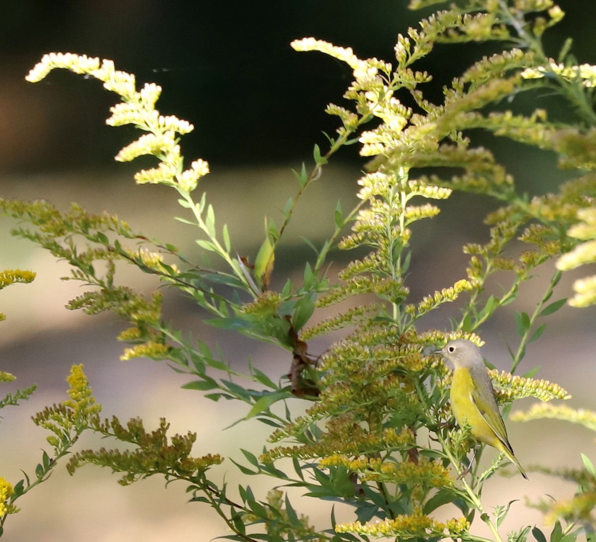 Nashville Warbler - ML642657299
