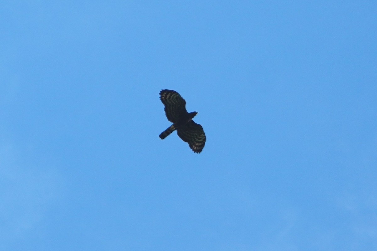 Black Hawk-Eagle - ML642657300