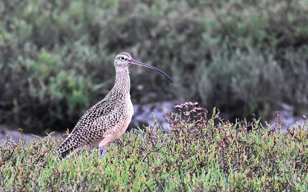 Long-billed Curlew - ML642657301