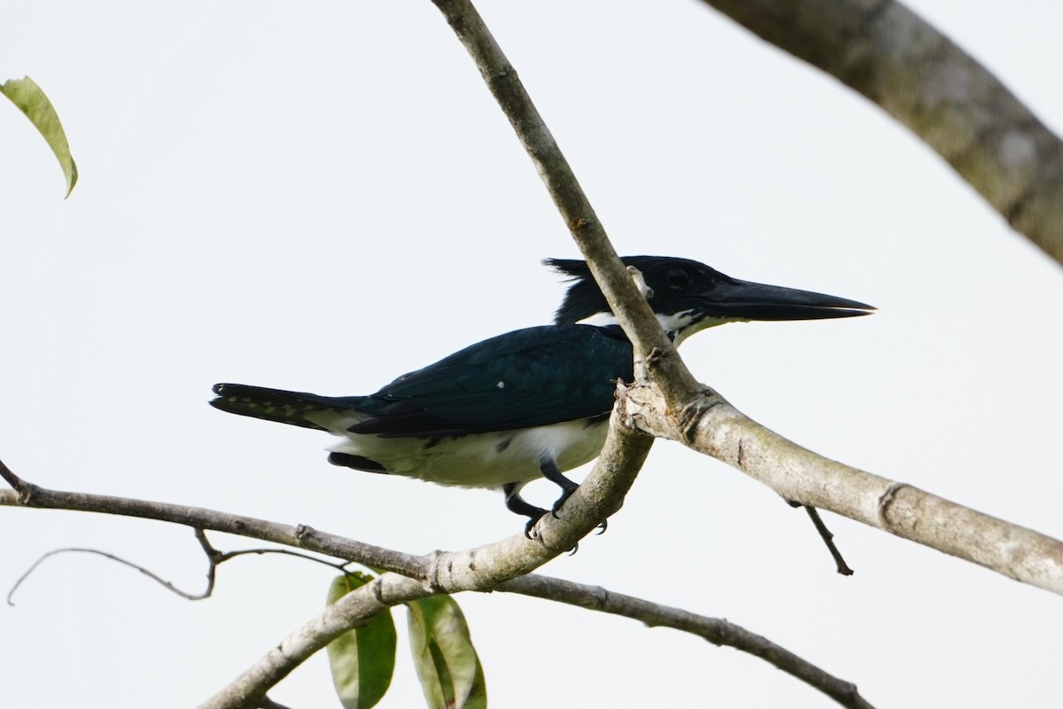 Amazon Kingfisher - ML642657302