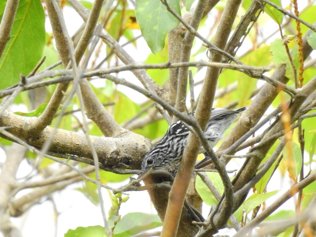 Amazonian Streaked-Antwren - ML642657303