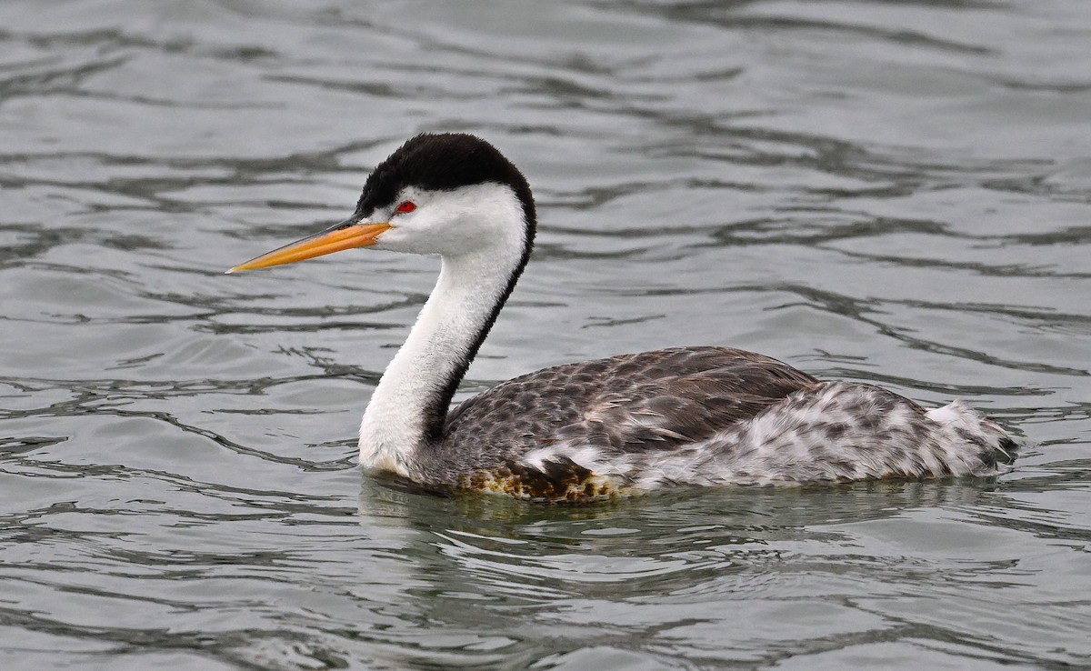 Clark's Grebe - ML642657306