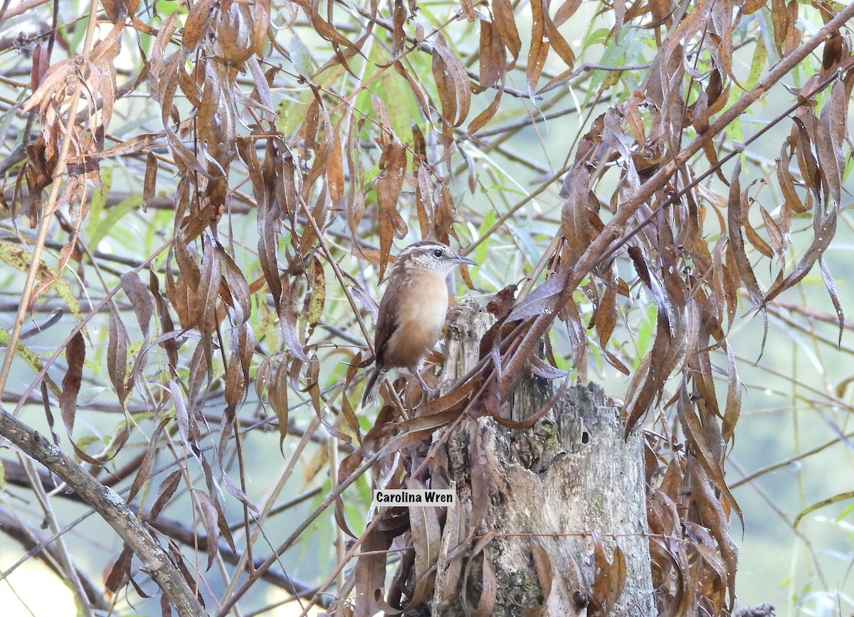 Carolina Wren - ML642657312