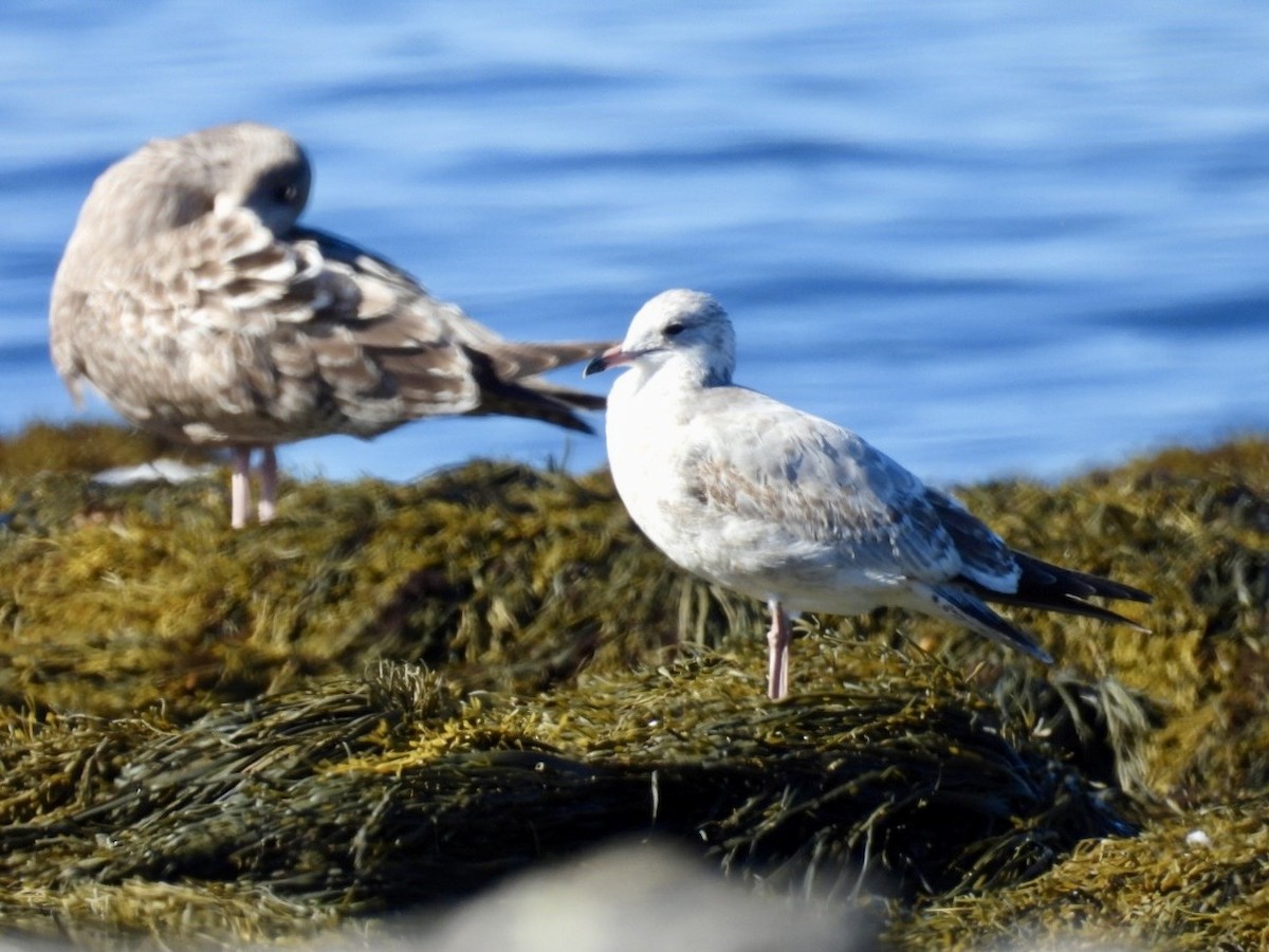 Ring-billed Gull - ML642657313