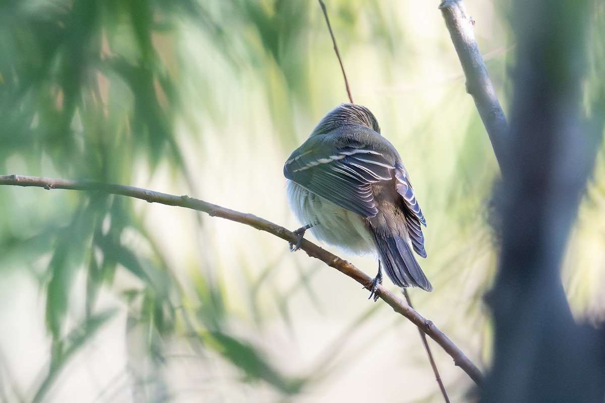 Alder/Willow Flycatcher (Traill's Flycatcher) - ML642657316