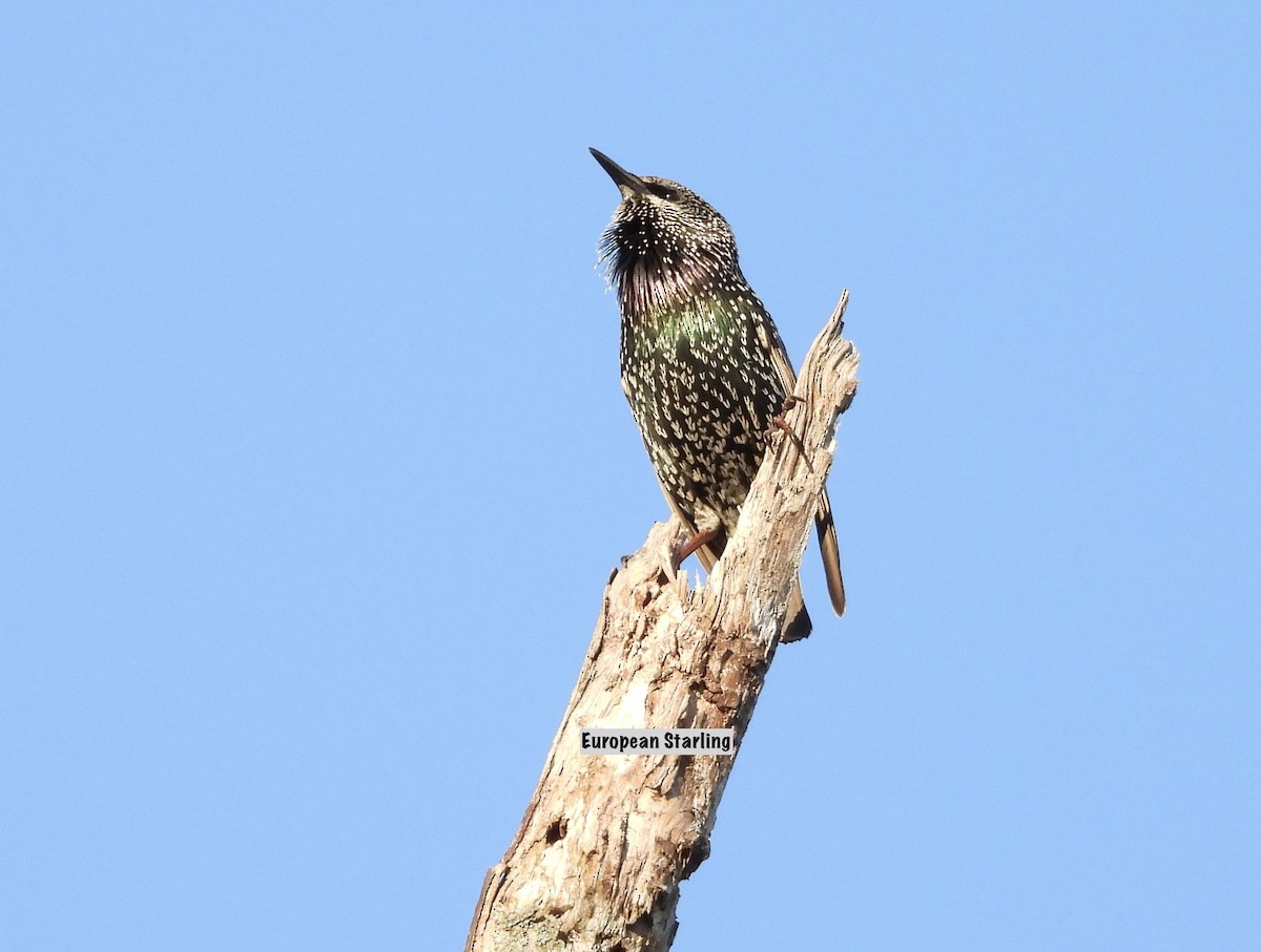 European Starling - ML642657317