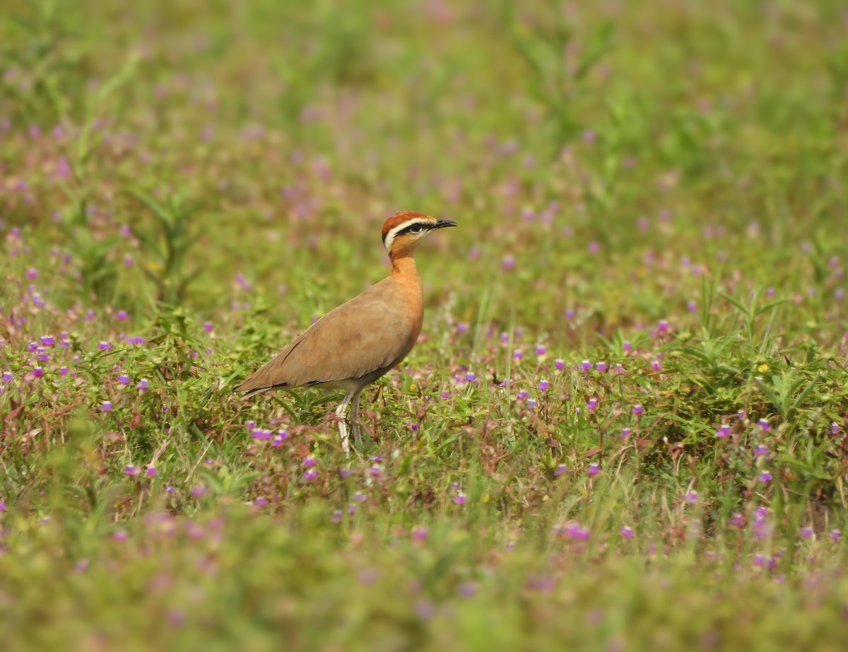 Indian Courser - ML642657318
