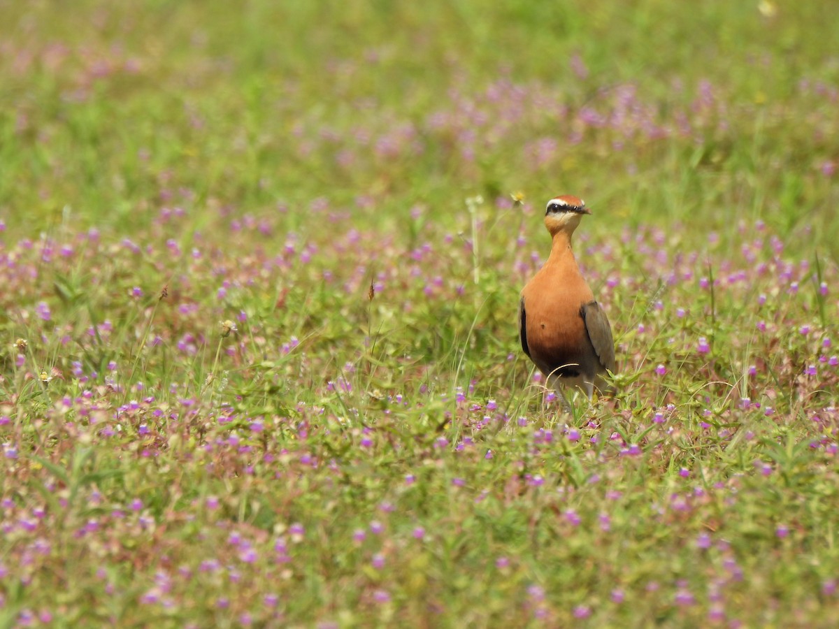 Indian Courser - ML642657320