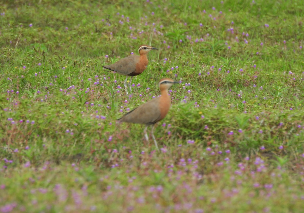 Indian Courser - ML642657321