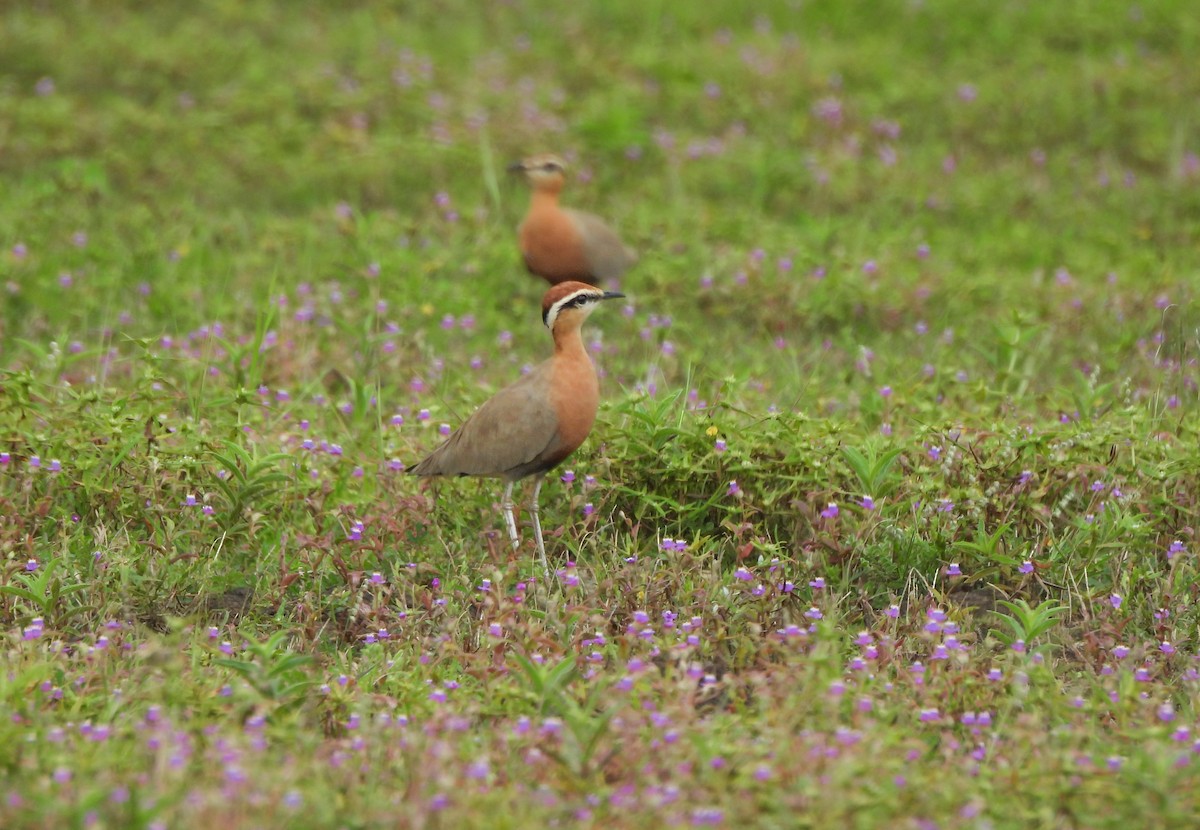 Indian Courser - ML642657322