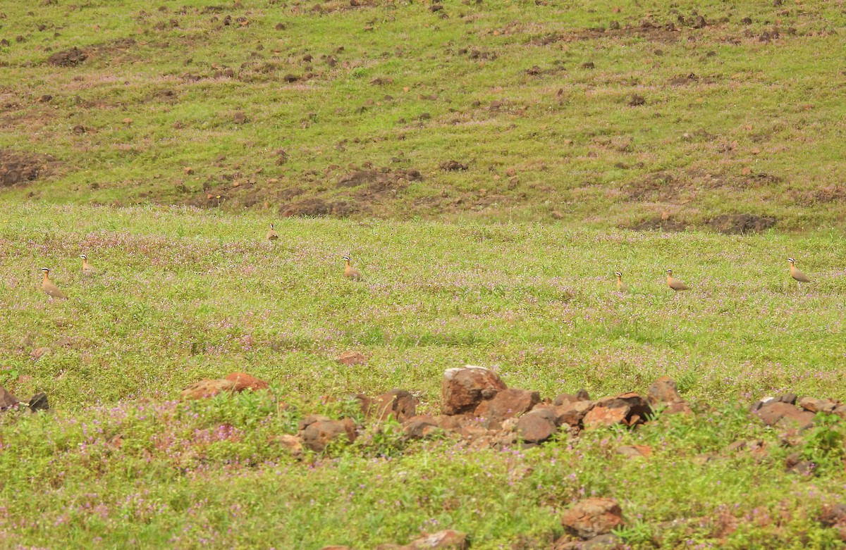 Indian Courser - ML642657323