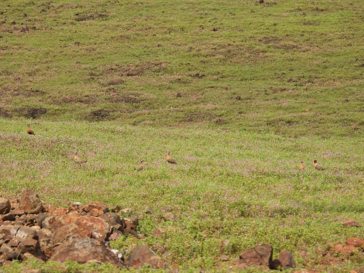 Indian Courser - ML642657324