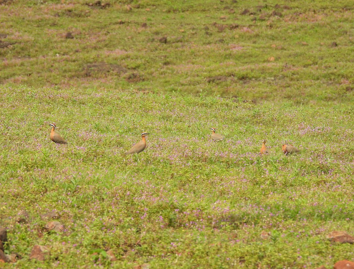 Indian Courser - ML642657325