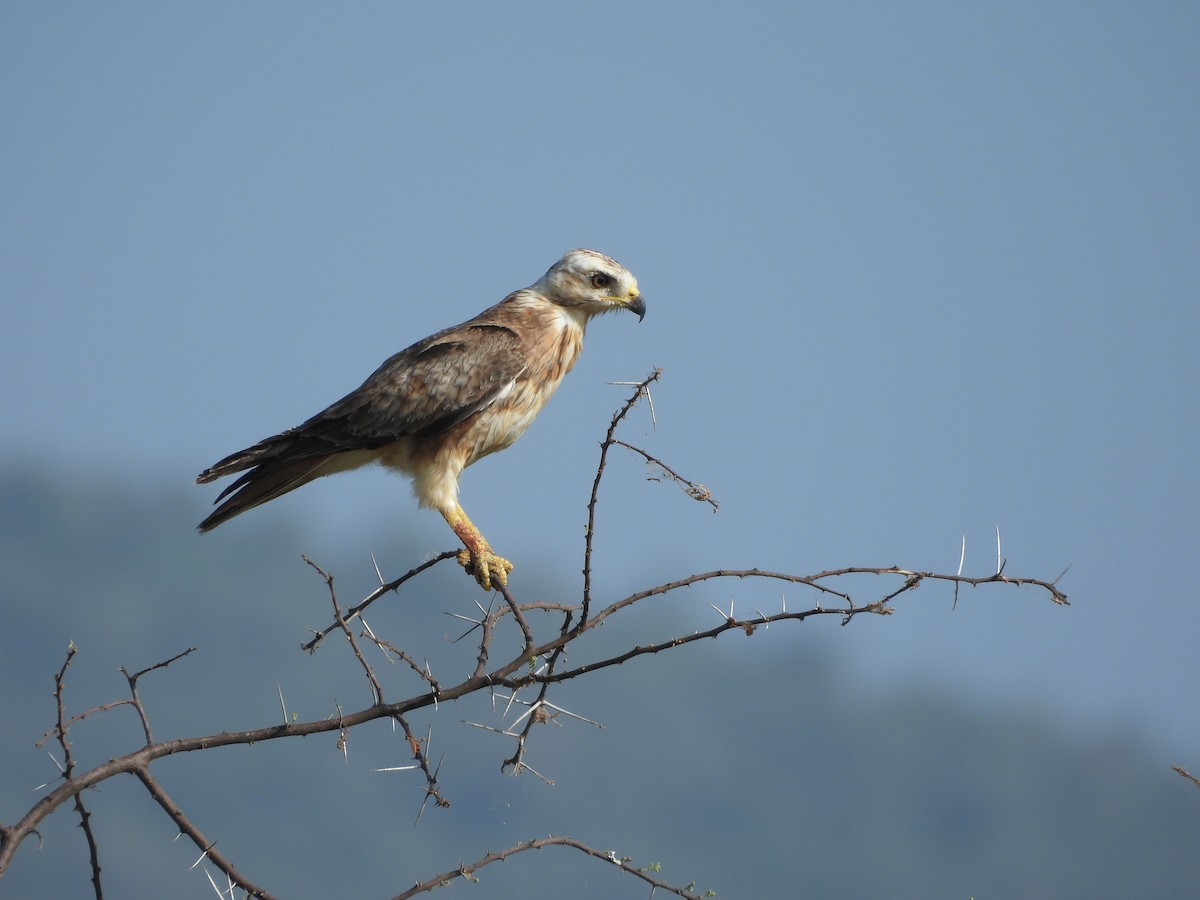 White-eyed Buzzard - ML642657326