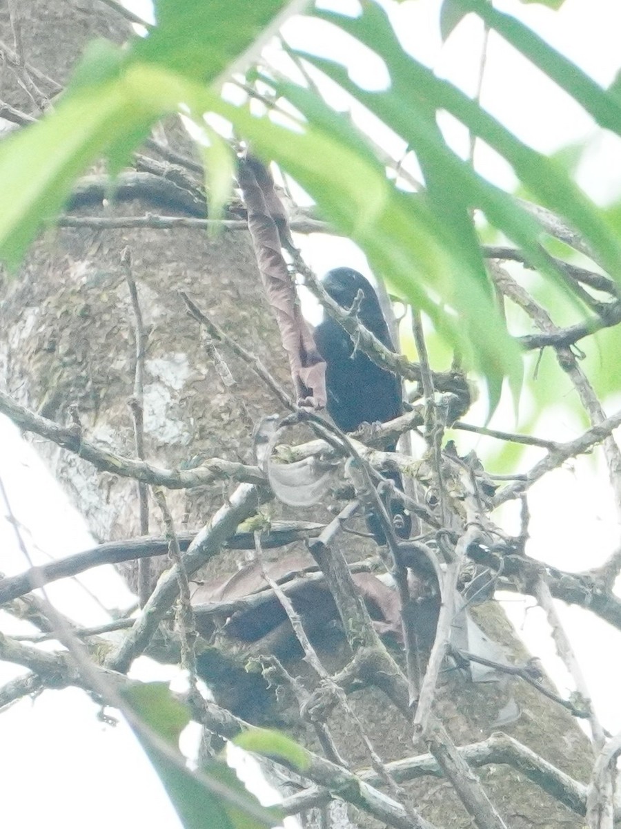 Thick-billed Seed-Finch - ML642657332