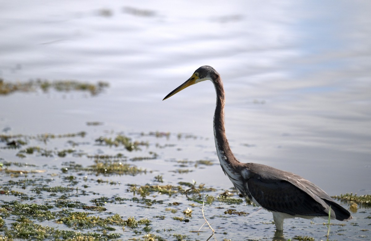 Tricolored Heron - ML642657334
