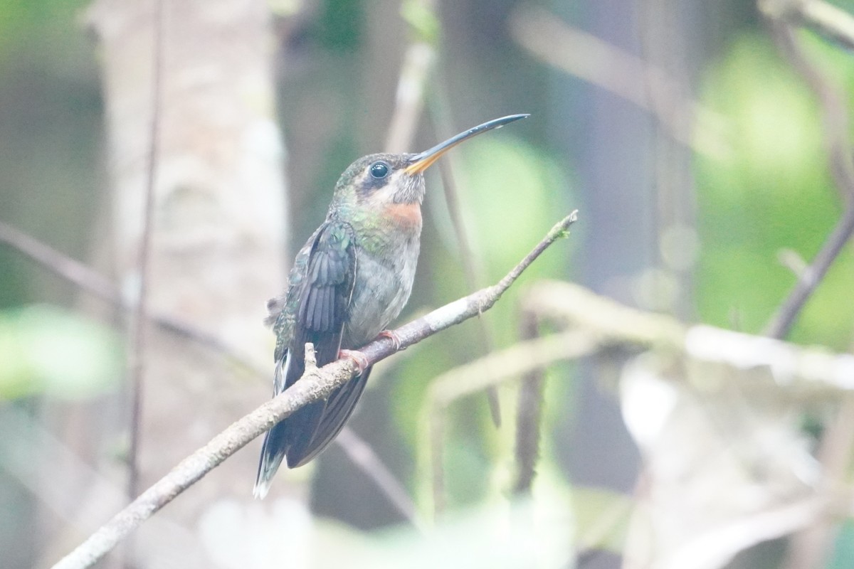 Band-tailed Barbthroat - ML642657341