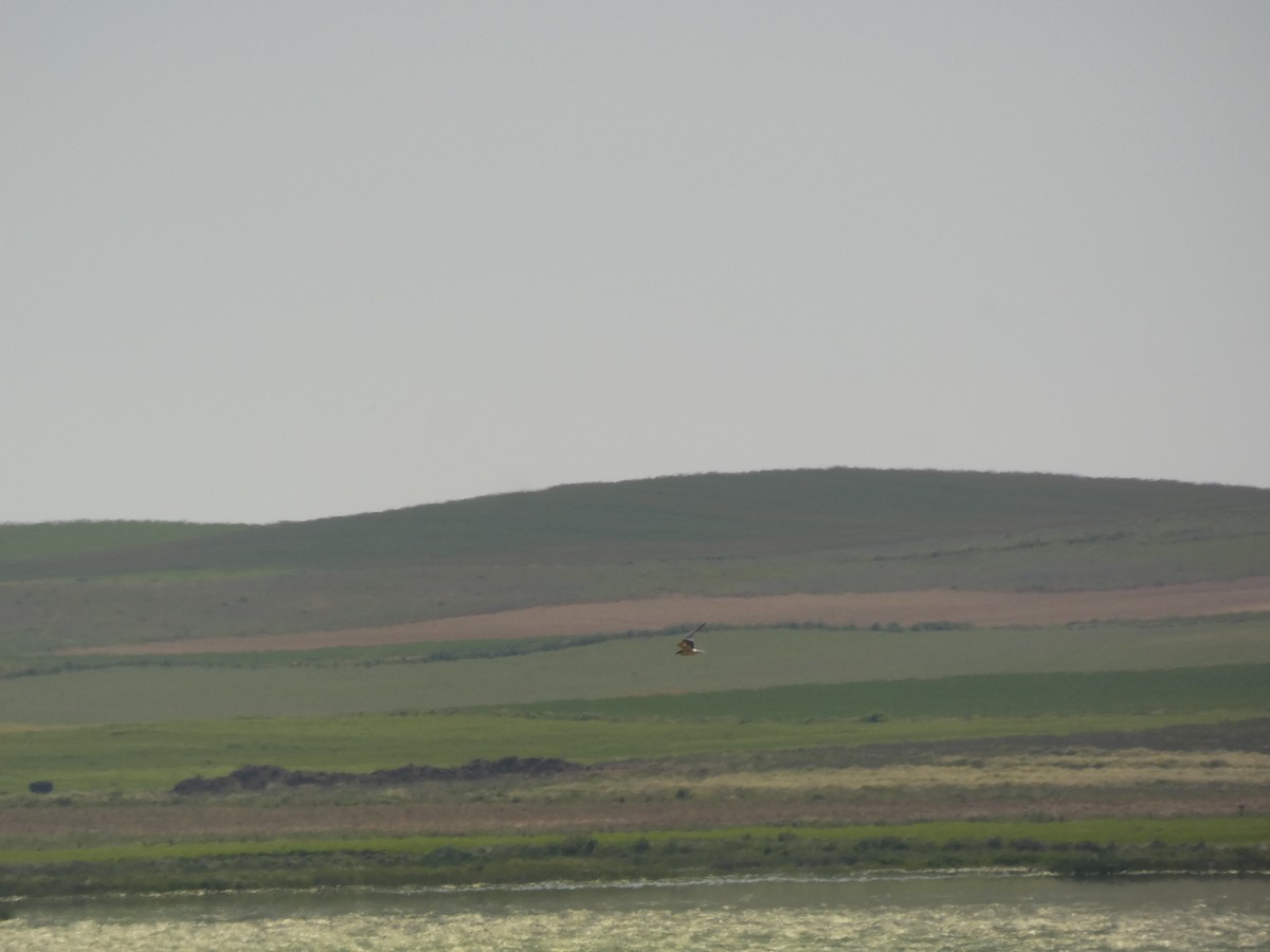 Бахим хараалай - ML642657342