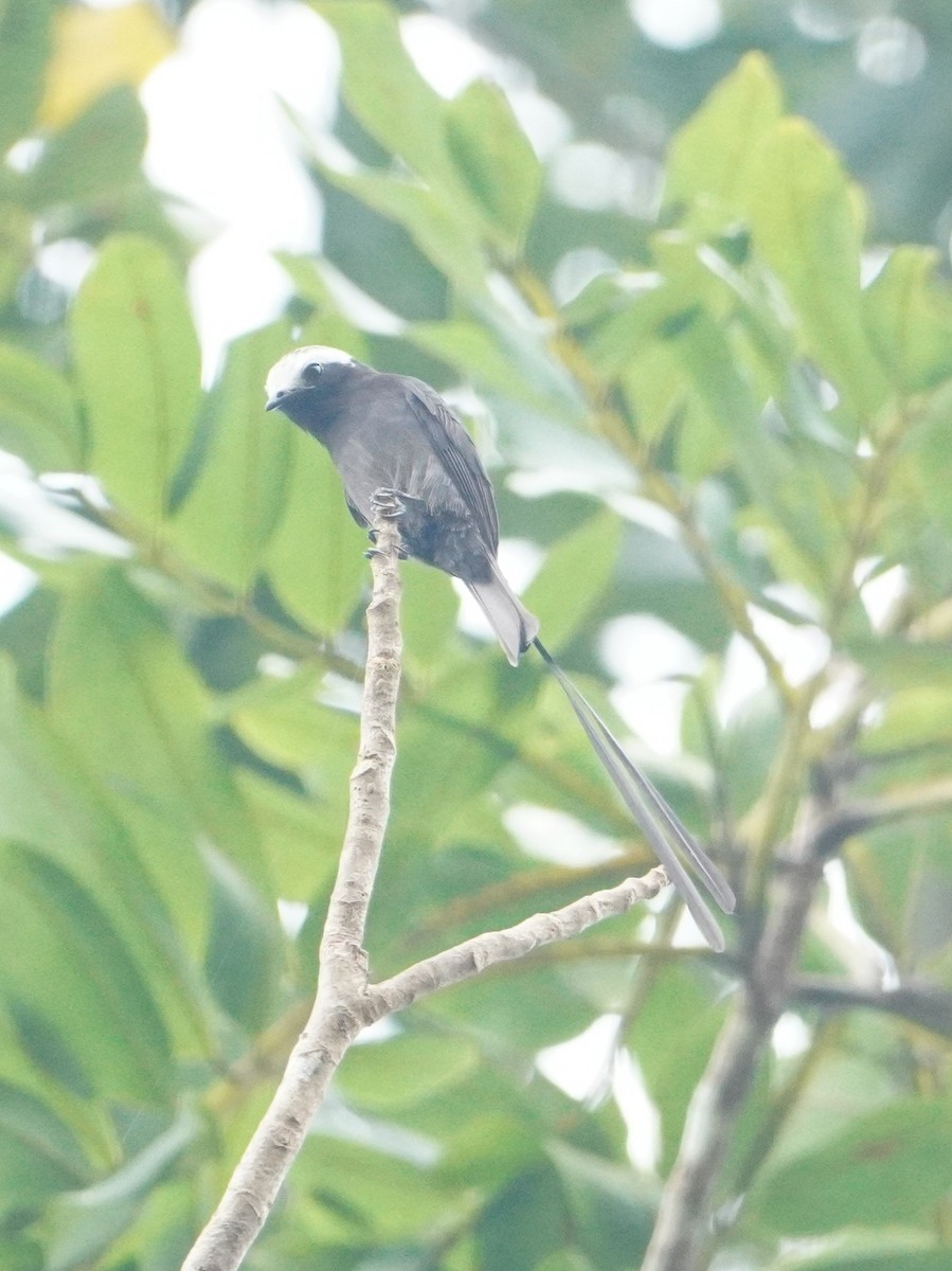 Long-tailed Tyrant - ML642657345