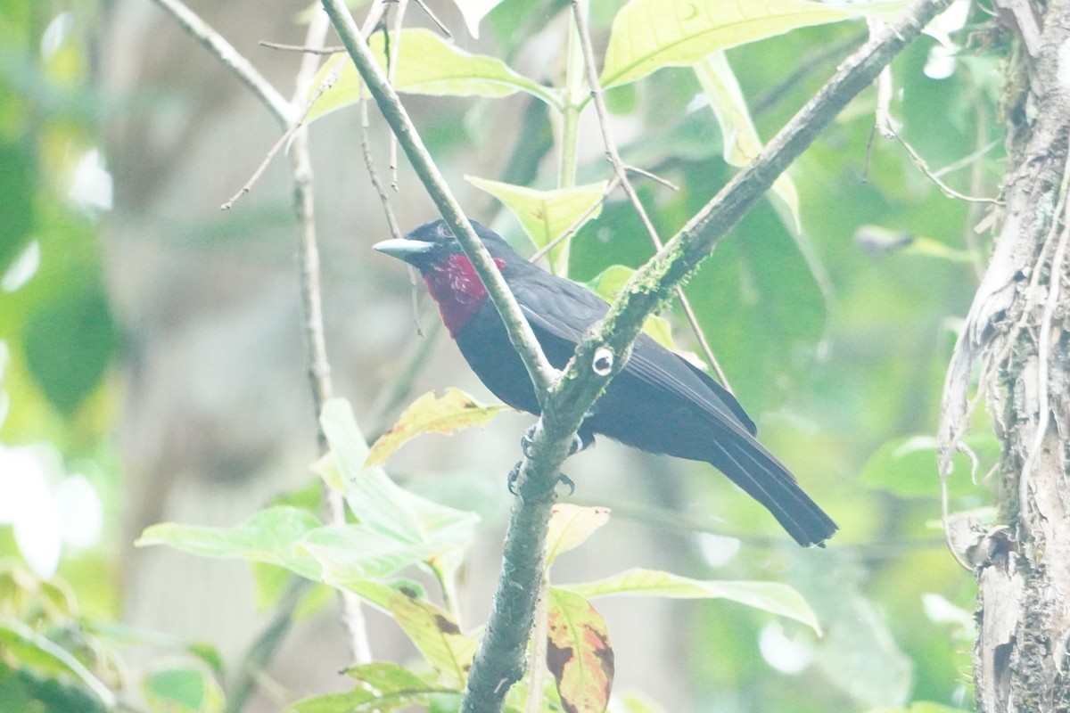 Purple-throated Fruitcrow - ML642657349