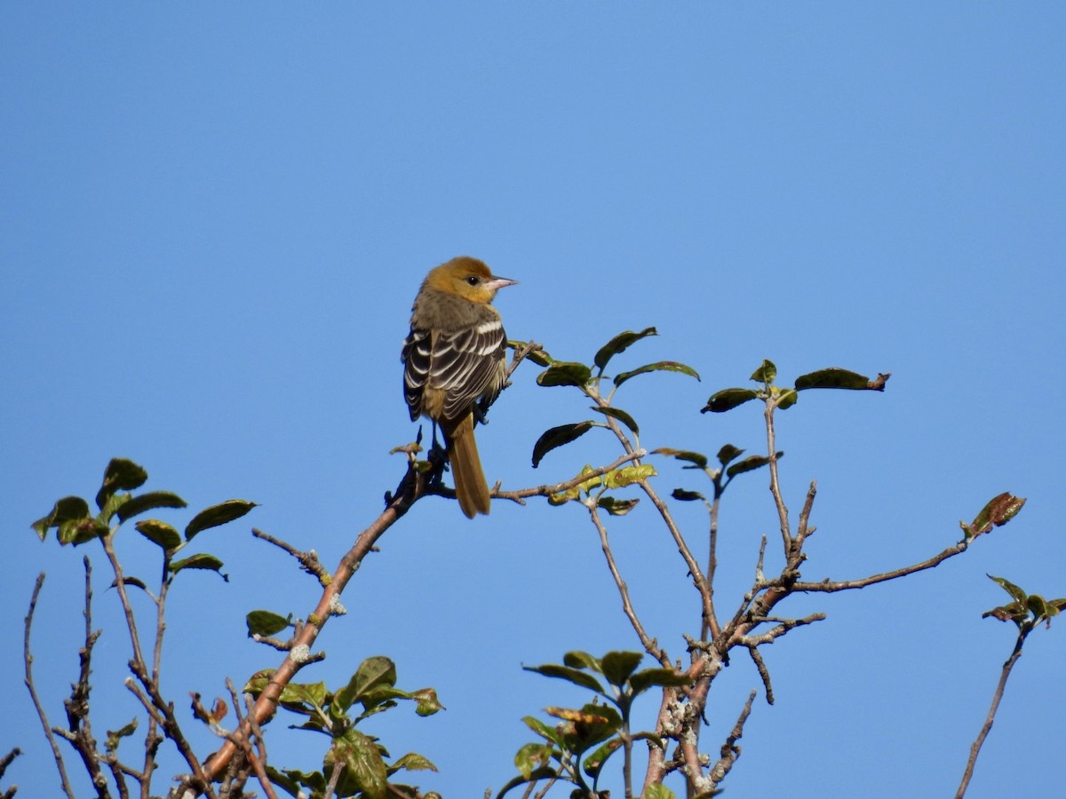 Baltimore Oriole - ML642657357