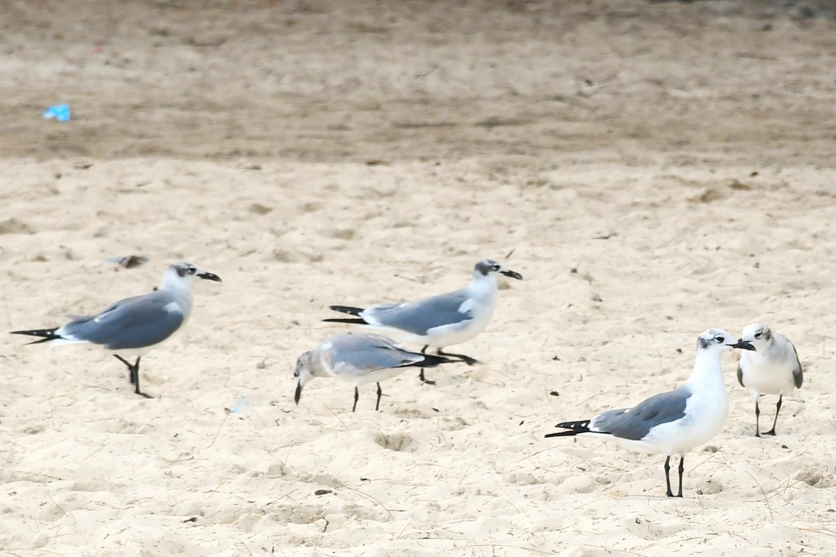 Laughing Gull - ML642657358