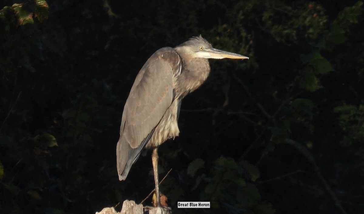 Great Blue Heron - ML642657395