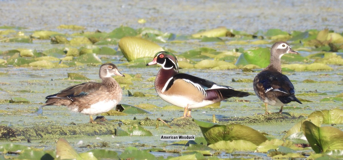 Wood Duck - ML642657402