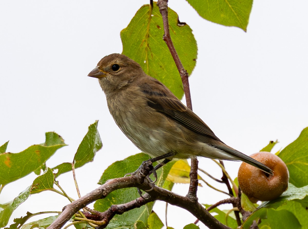 Passerin indigo - ML642657414