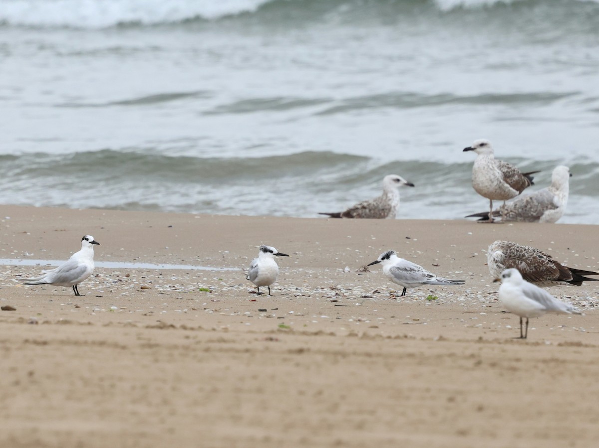 Sandwich Tern - ML642657415