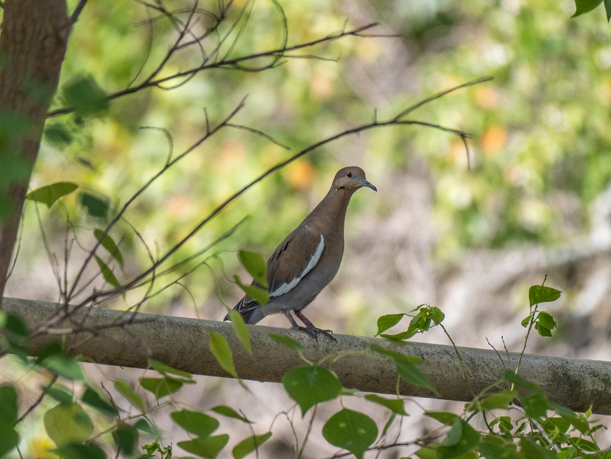 White-winged Dove - ML642657428