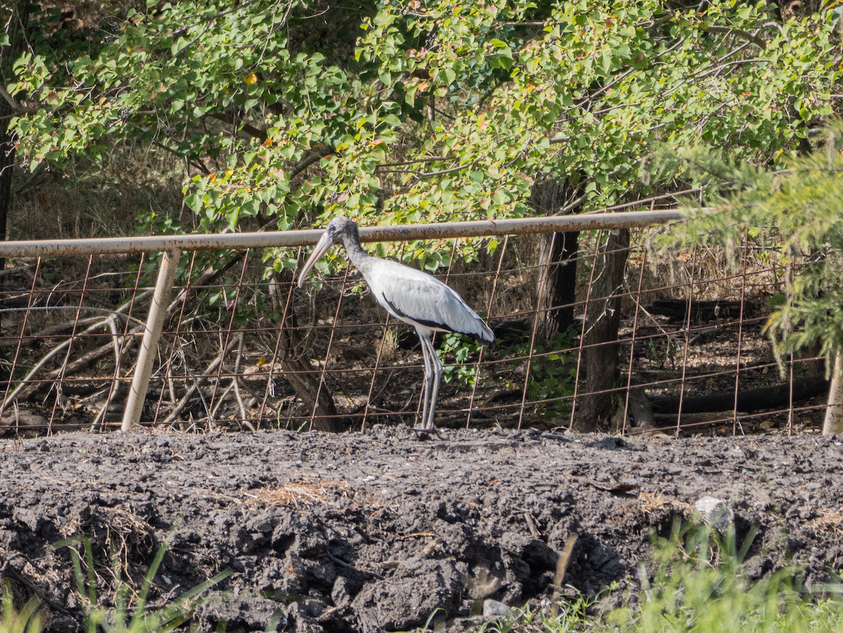 Wood Stork - ML642657431
