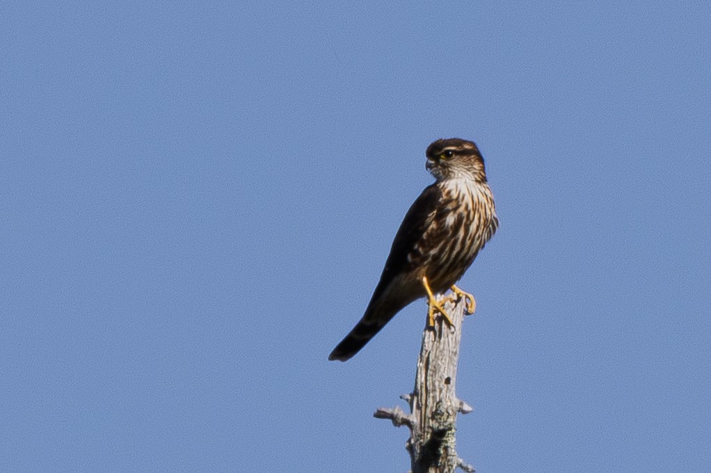 Merlin (Taiga) - ML642657433