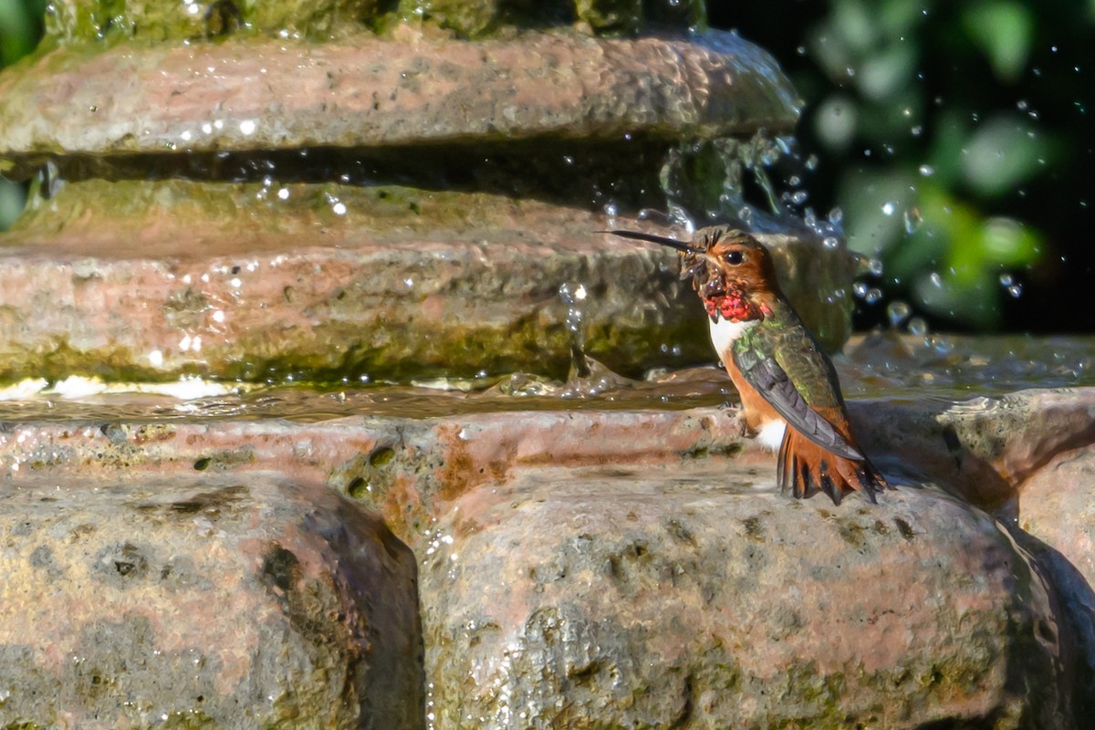 Allen's Hummingbird - ML642657434