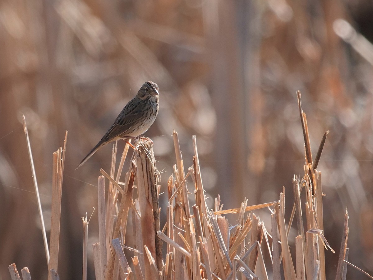 Lincoln's Sparrow - ML642657438
