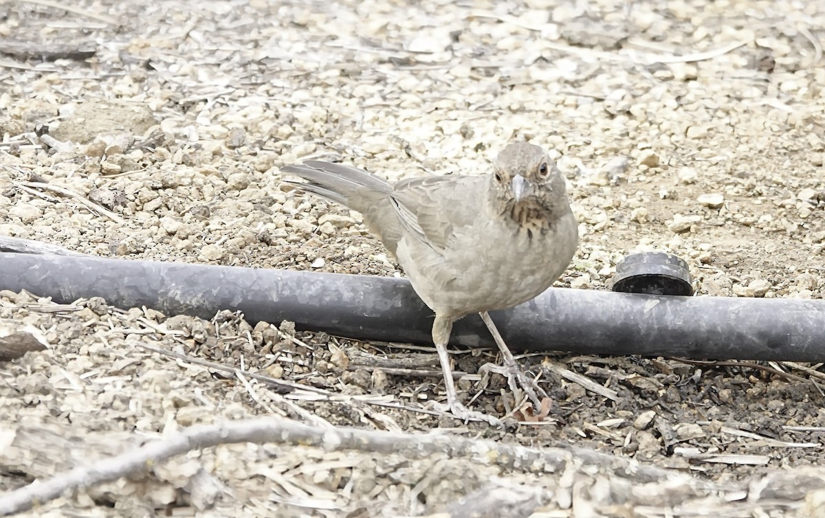 California Towhee - ML642657444