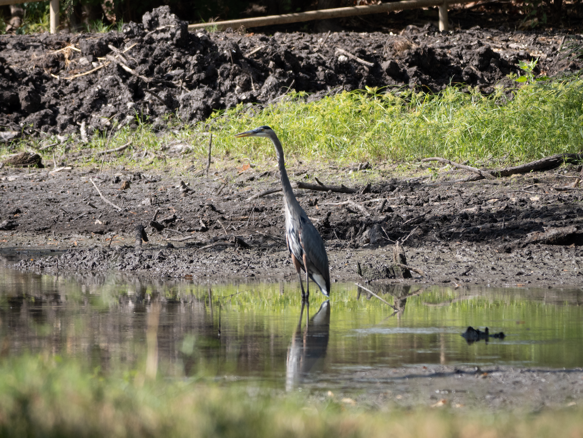 Great Blue Heron - ML642657446
