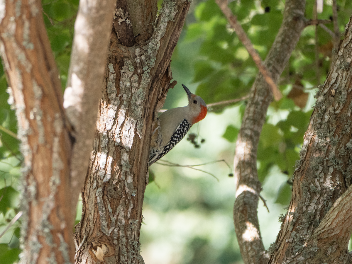 Red-bellied Woodpecker - ML642657451