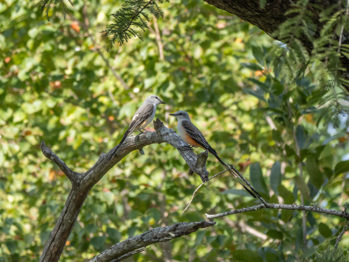 Scissor-tailed Flycatcher - ML642657458